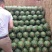 陕西蒲城高原高品质无籽直播苗甜王西瓜大量上市