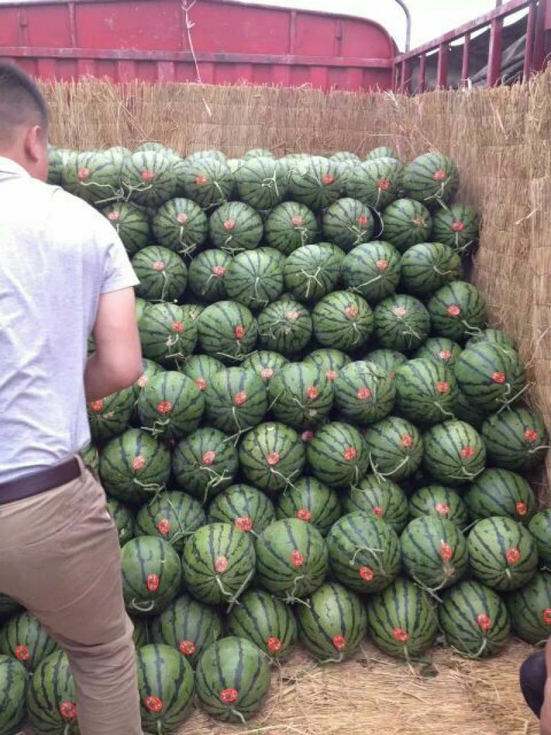 陕西蒲城高原高品质无籽直播苗甜王西瓜大量上市