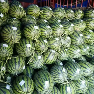 陕西蒲城高原高品质无籽直播苗甜王西瓜大量上市