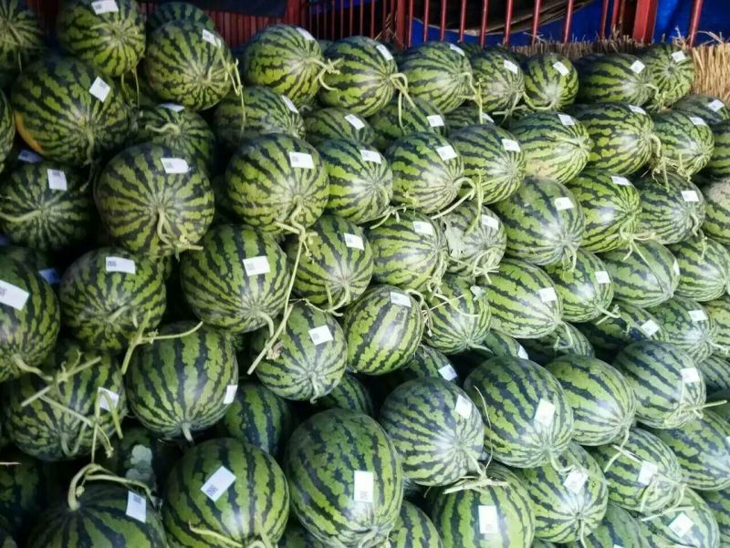 陕西蒲城高原高品质无籽直播苗甜王西瓜大量上市