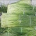 蒜薹