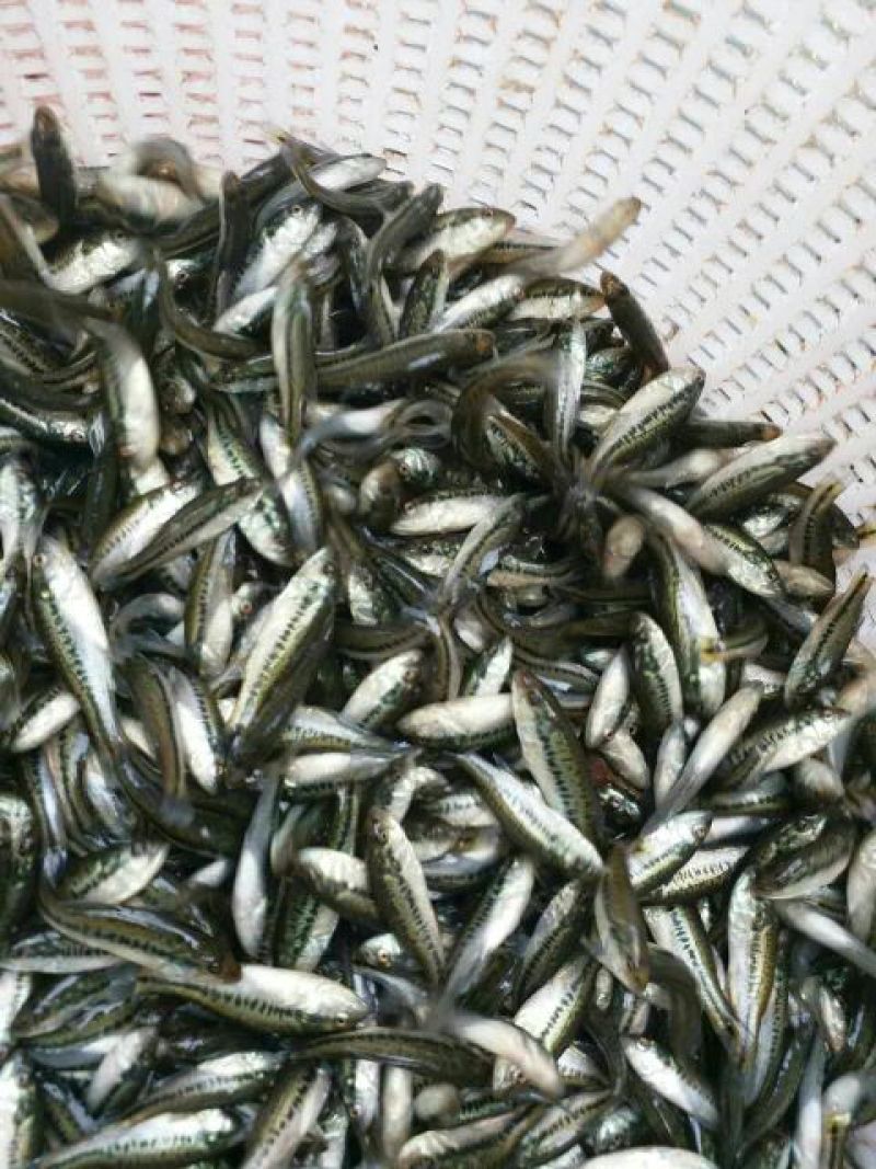 加州鲈鱼苗，水花，全国发货，空运