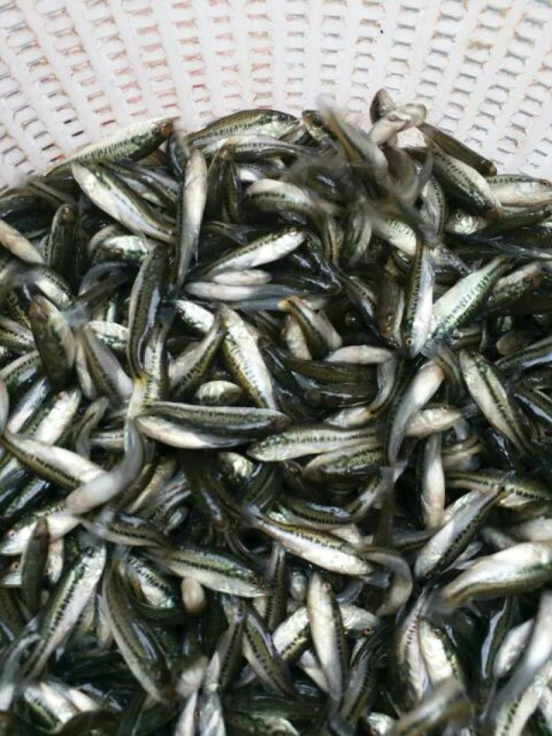 加州鲈鱼苗，水花，全国发货，空运