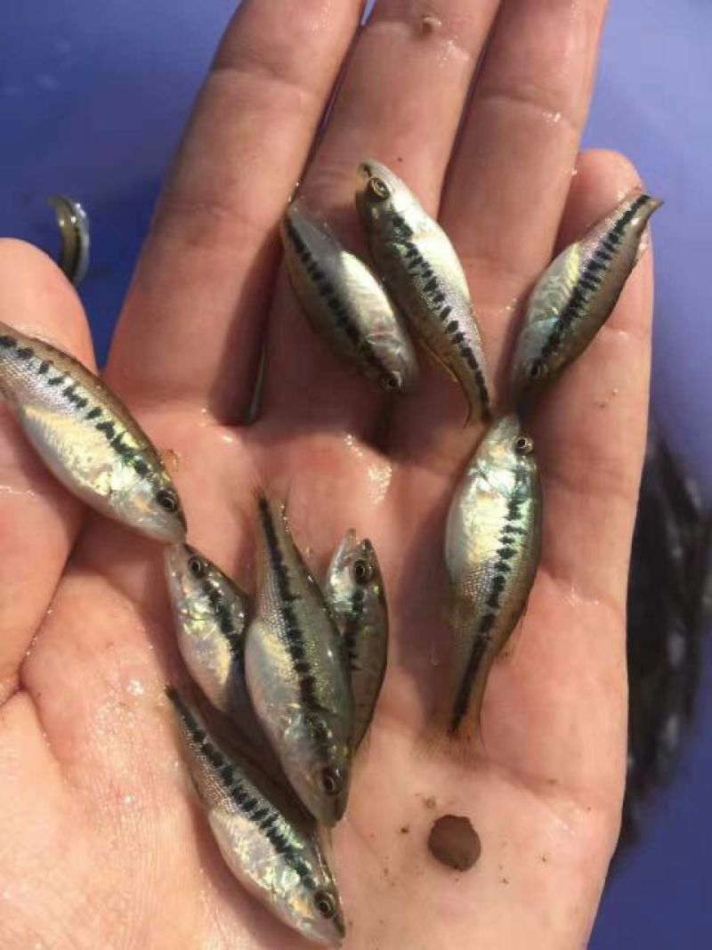 加州鲈鱼苗，水花，全国发货，空运