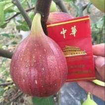 无花果树苗1.5~2m