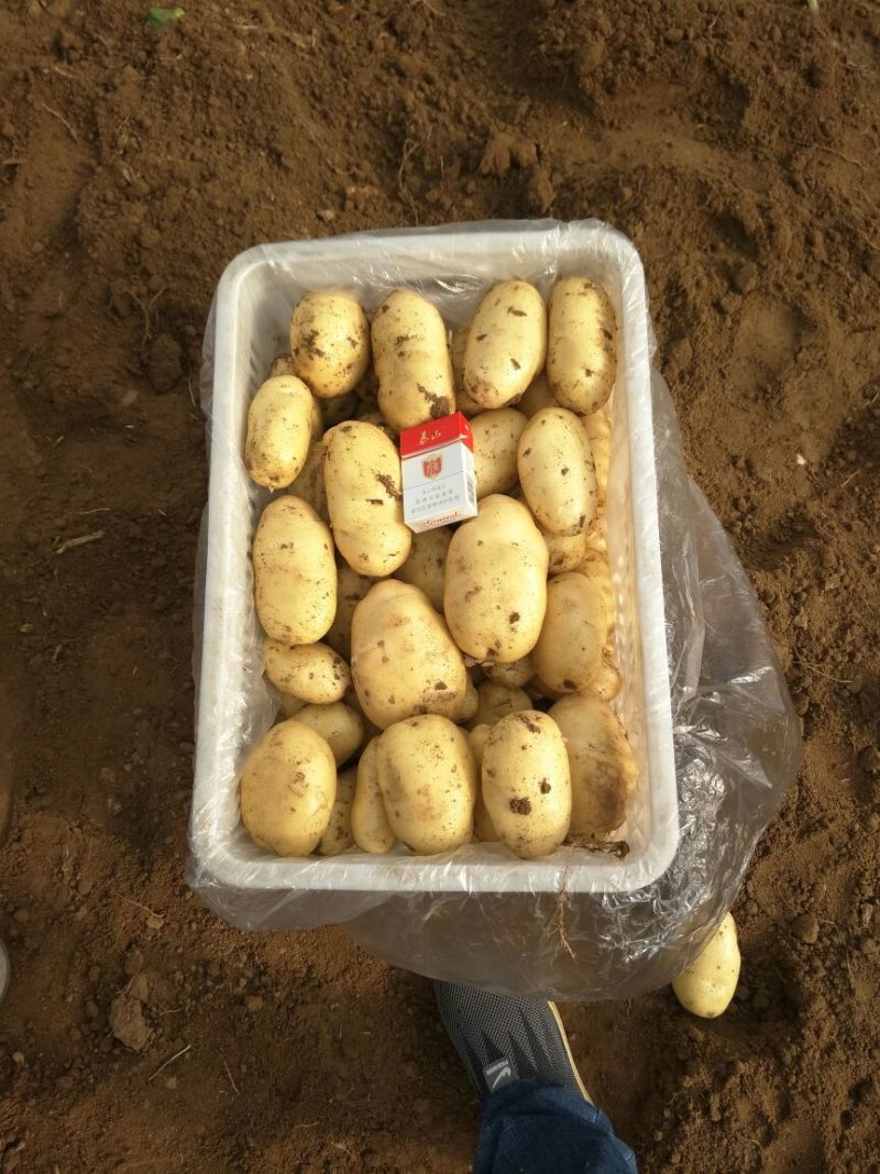 【土豆】山东平阴优质荷兰十五土豆精品2-4两袋装靓货