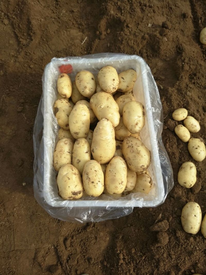 【土豆】山东平阴优质荷兰十五土豆精品2-4两袋装靓货