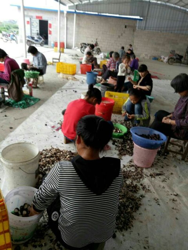 荸荠大号。质量优秀，价格便宜。