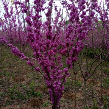 紫荆1米左右高粗开花是紫红花，老板需要联系我