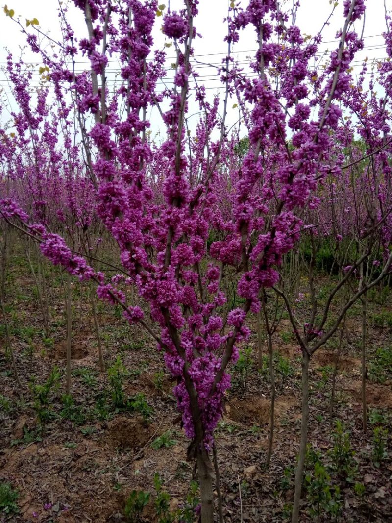 紫荆1米左右高粗开花是紫红花，老板需要联系我
