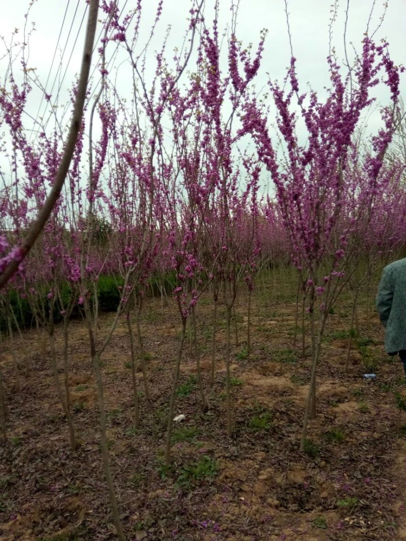 紫荆1米左右高粗开花是紫红花，老板需要联系我