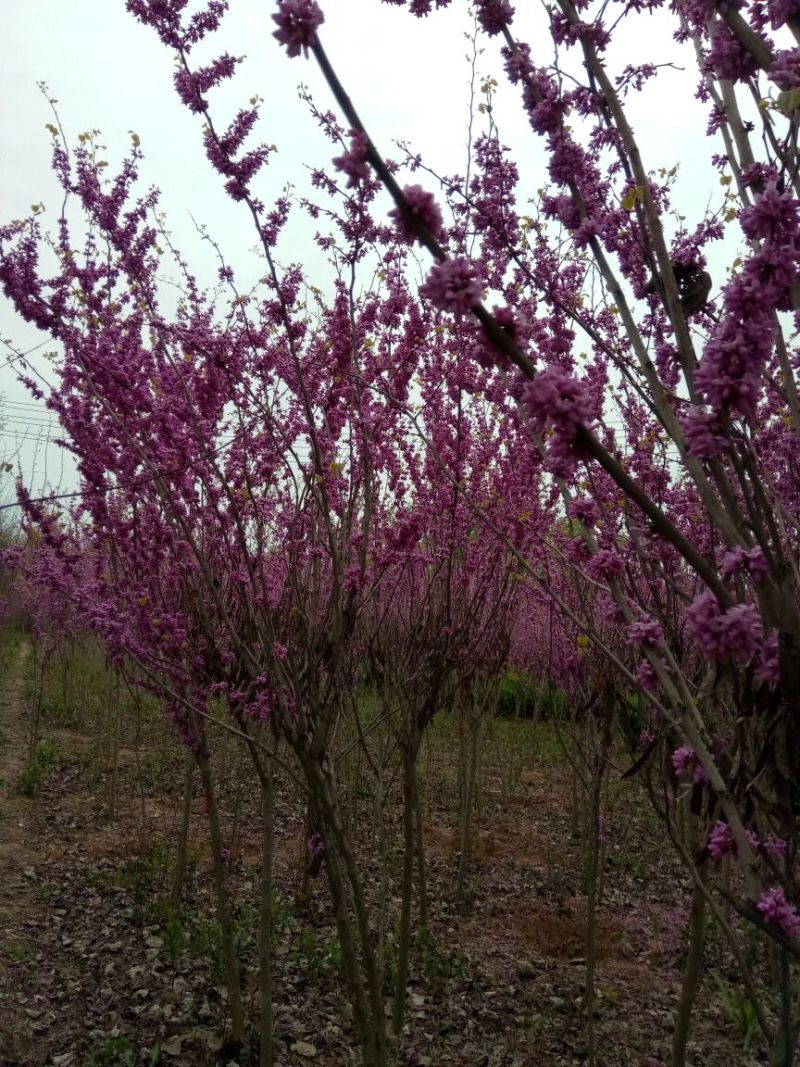 紫荆1米左右高粗开花是紫红花，老板需要联系我
