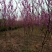 紫荆1米左右高粗开花是紫红花，老板需要联系我