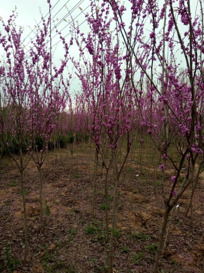 紫荆1米左右高粗开花是紫红花，老板需要联系我