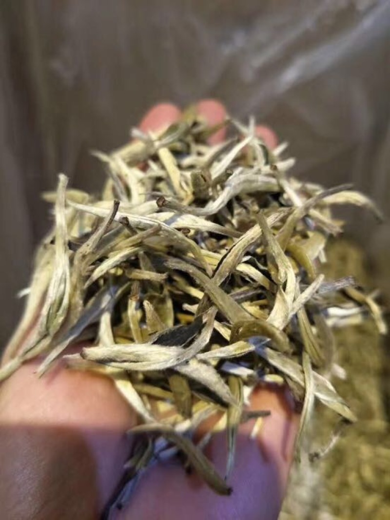 普洱茶