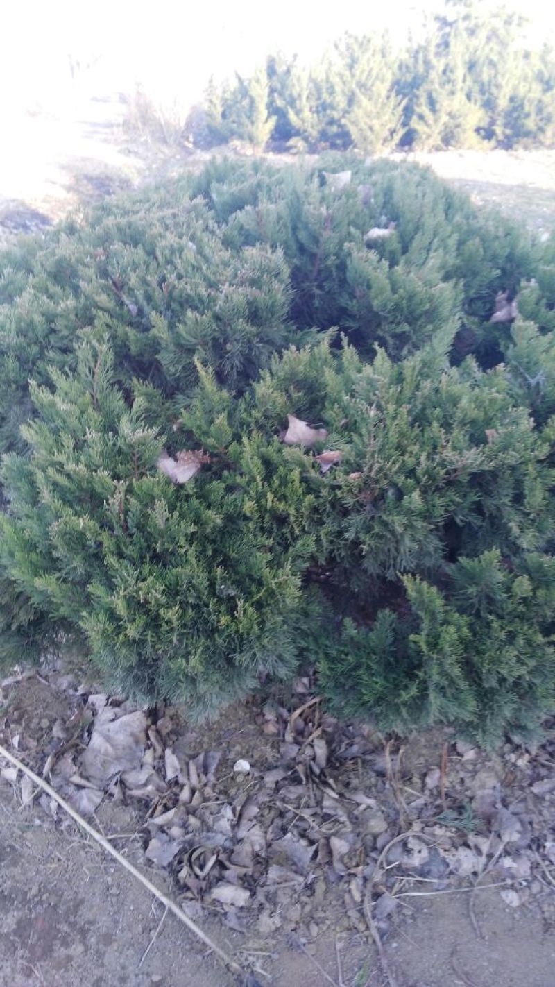 龙柏苗侧柏苗大苗穴盘小苗规格齐全价格便宜