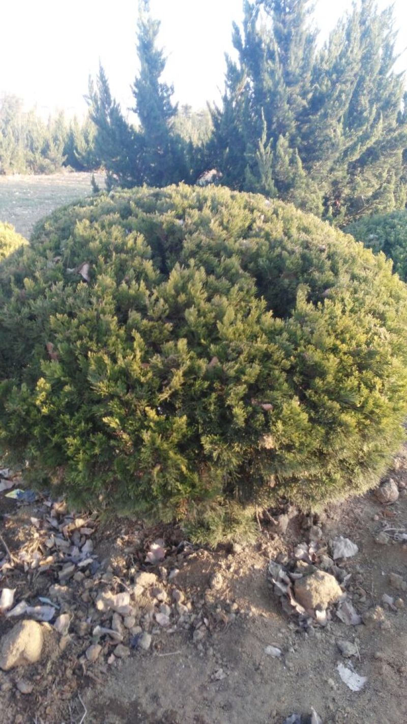龙柏苗侧柏苗大苗穴盘小苗规格齐全价格便宜