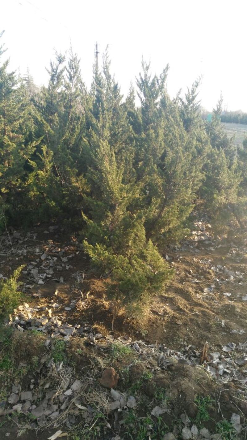 龙柏苗侧柏苗大苗穴盘小苗规格齐全价格便宜