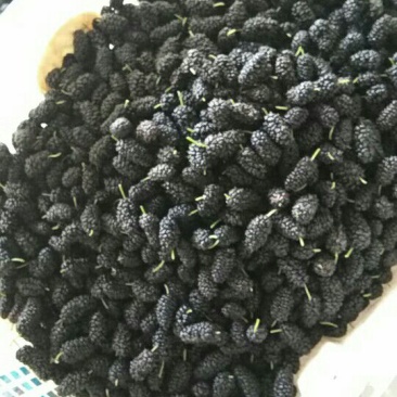 桑椹