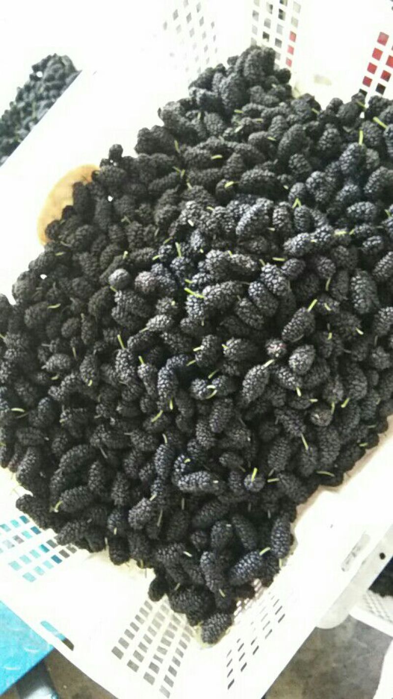桑椹