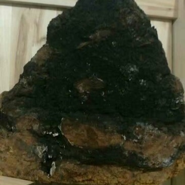 白桦茸