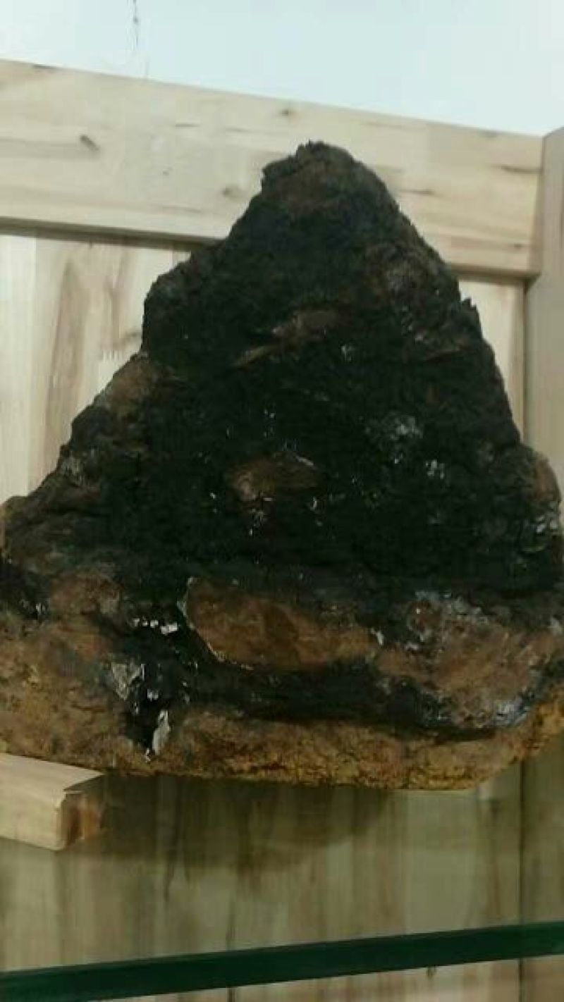 白桦茸