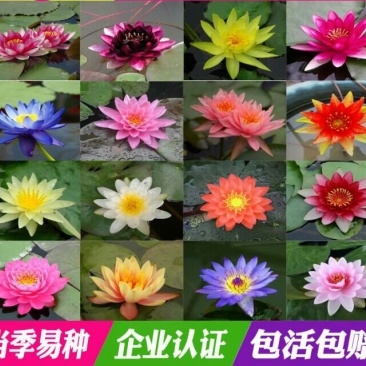 睡莲10~20cm