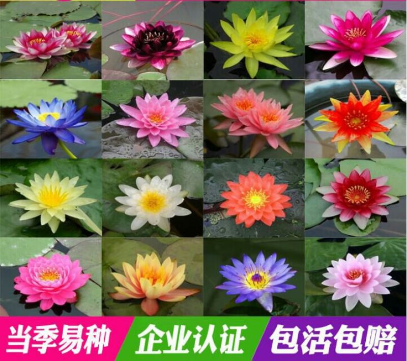 睡莲10~20cm