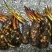 睡莲10~20cm