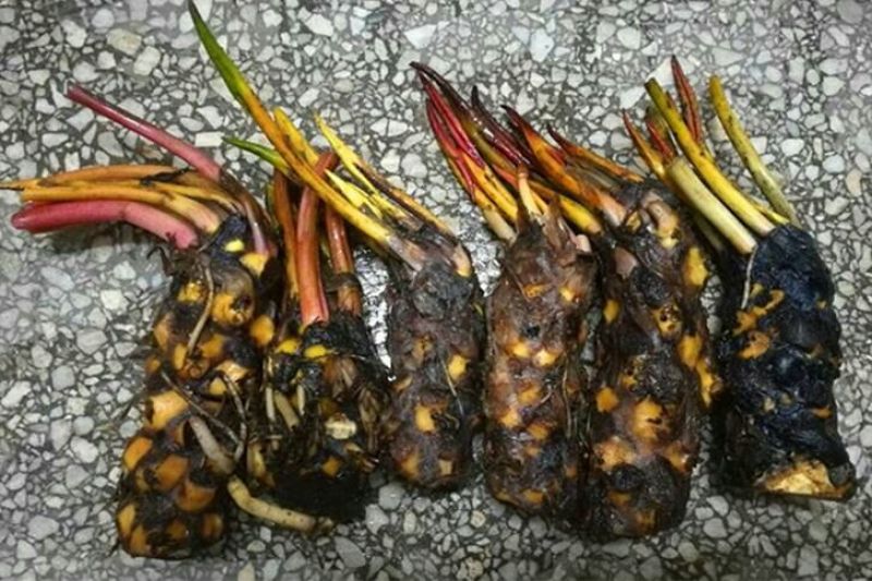 睡莲10~20cm