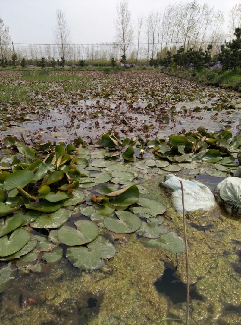 睡莲10~20cm