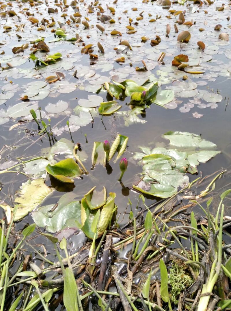 睡莲10~20cm