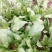 春菠菜15~20厘米