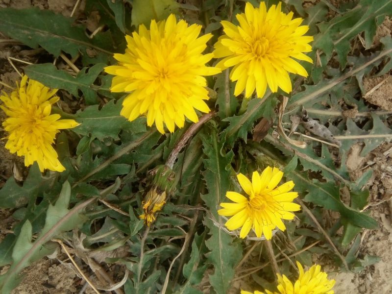 蒲公英6~10cm
