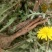 蒲公英6~10cm