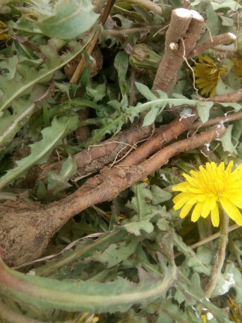蒲公英6~10cm