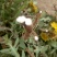 蒲公英6~10cm
