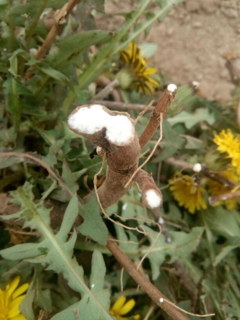 蒲公英6~10cm