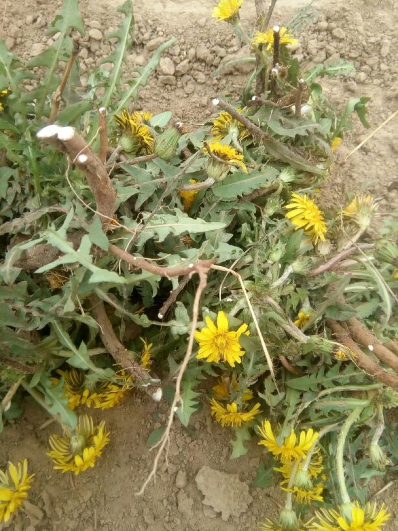 蒲公英6~10cm