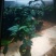 茶花30~50cm