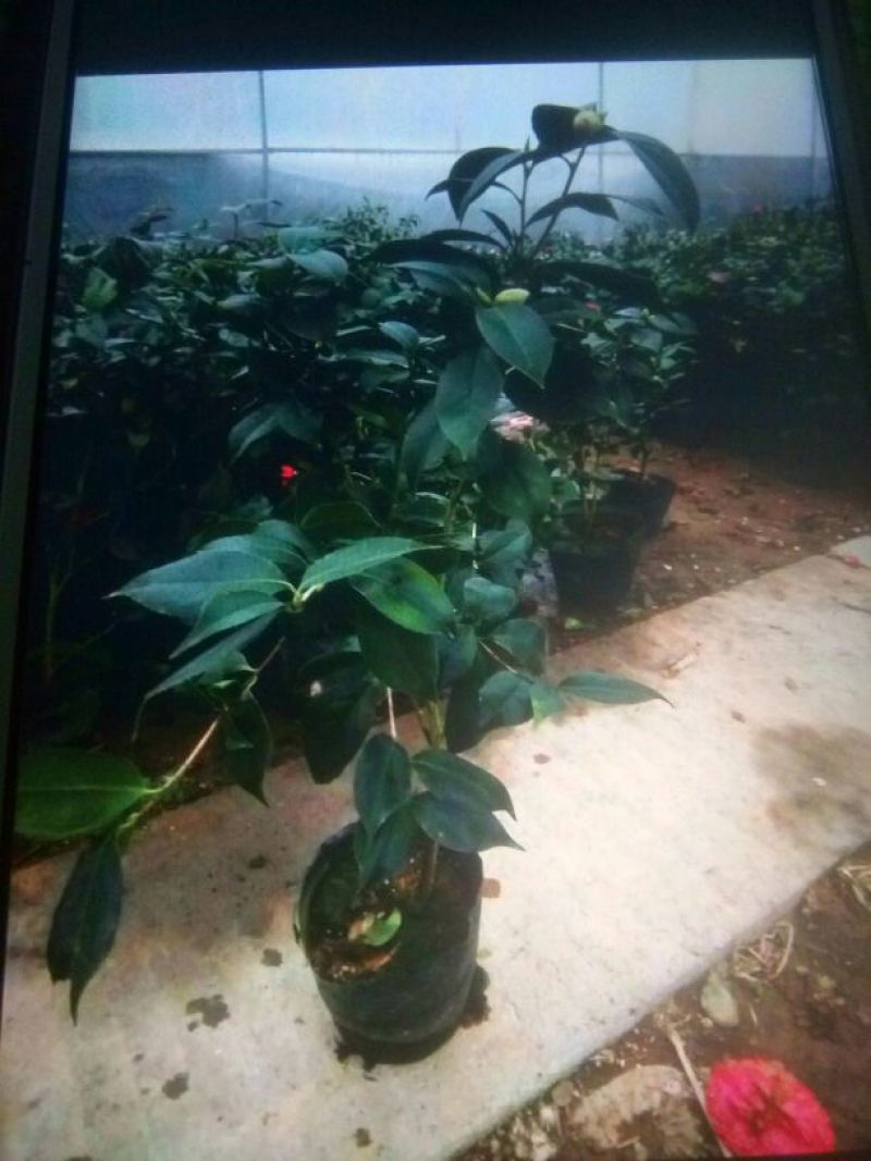 茶花30~50cm