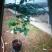 茶花30~50cm