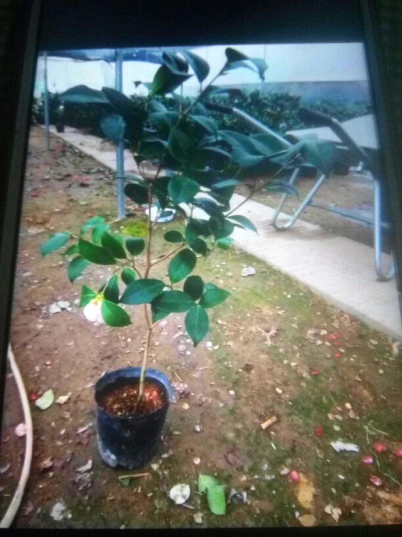 茶花30~50cm
