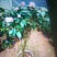 茶花30~50cm