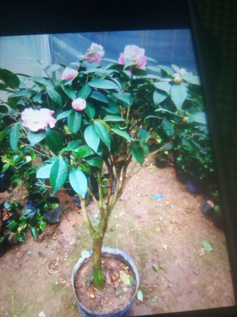 茶花30~50cm