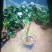 茶花30~50cm