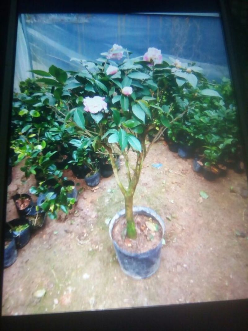 茶花30~50cm