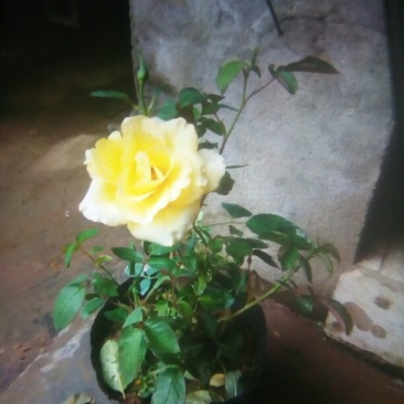 红帽子月季苗40~50cm