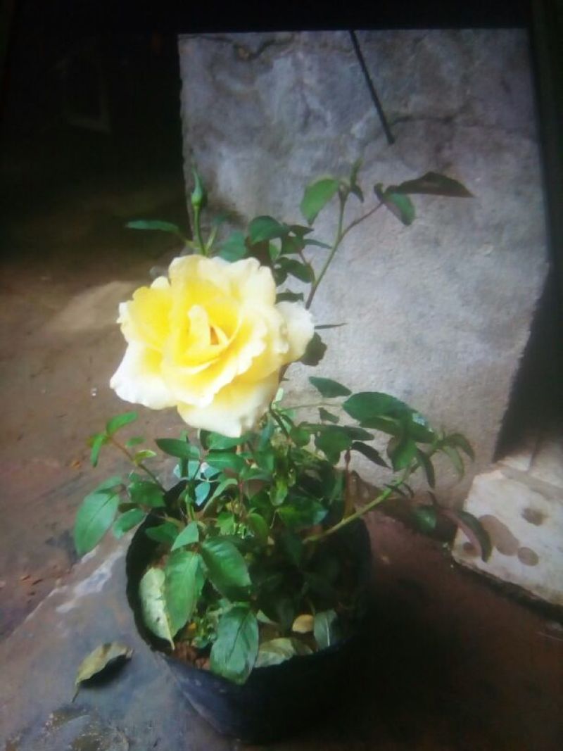 红帽子月季苗40~50cm