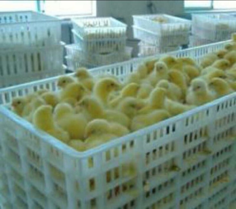 浙东白鹅苗